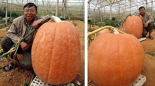 Cách trồng bí ngô khổng lồ, bán chục triệu đồng mỗi quả