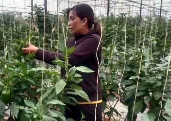 Cả thôn "phất lên" nhờ mô hình lagim