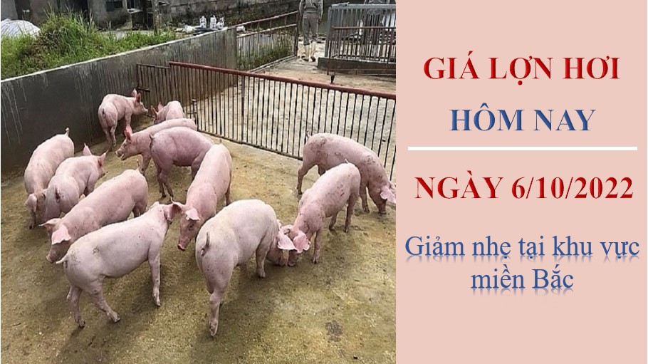 Giá lợn hơi hôm nay 6/10/2022: Giảm nhẹ tại khu vực miền Bắc