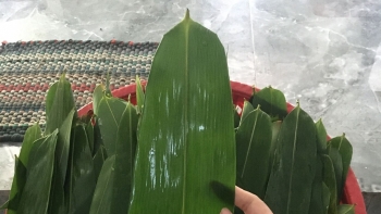 Lá cây từng bỏ đi bất ngờ thu tỷ đô nhờ xuất khẩu