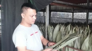 Kiếm tiền tỷ nhờ đi nhặt lá tre