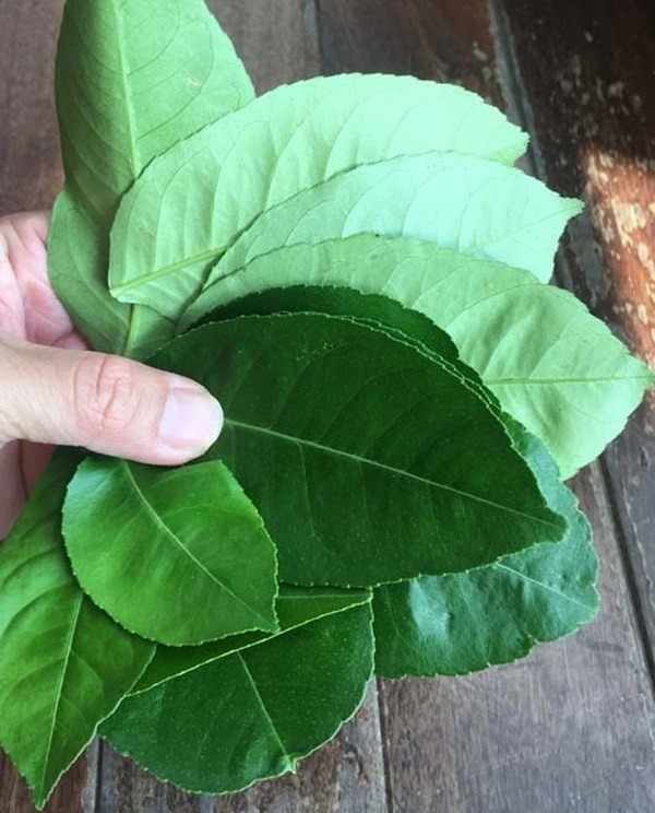 Những loại lá cây đem lại doanh thu tỷ đô