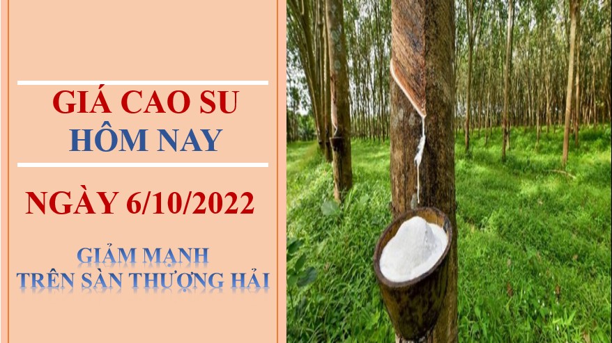 Giá cao su hôm nay 6/10/2022: Giảm mạnh trên Sàn Thượng Hải