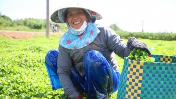 Xây nhà lầu, sắm ô tô nhờ rau má VietGAP