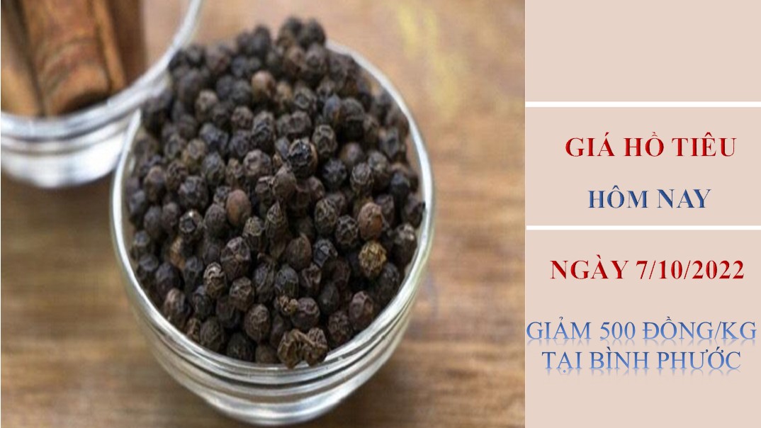 Giá hồ tiêu hôm nay 7/10/2022: Giảm 500 đồng/kg tại Bình Phước
