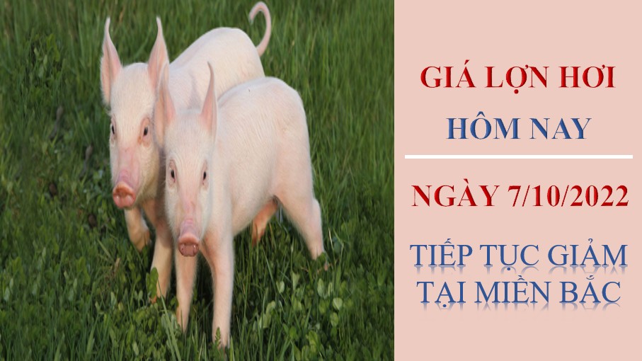 Giá lợn hơi hôm nay 7/10/2022: Giảm nhẹ tại miền Bắc