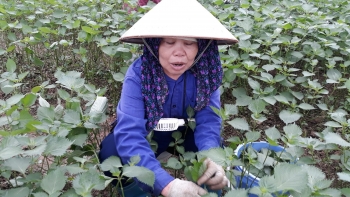 Lá cây xuất khẩu cần đạt những tiêu chuẩn nào?