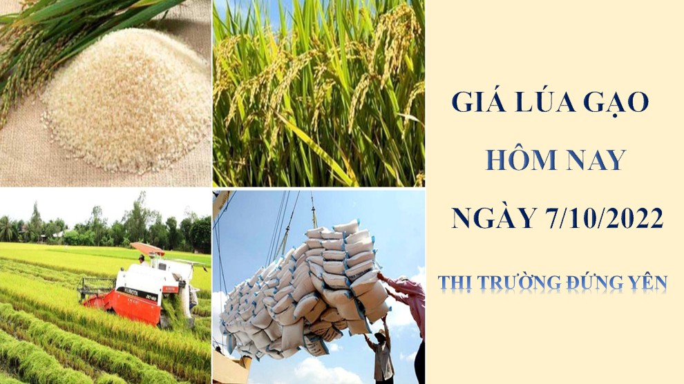 Giá lúa gạo hôm nay 7/10/2022: Thị trường đứng yên