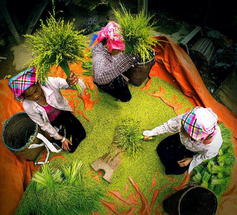 Tuốt lúa để làm cốm