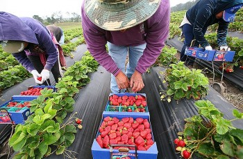 Nông nghiệp hữu cơ: Con đường không trải hoa hồng