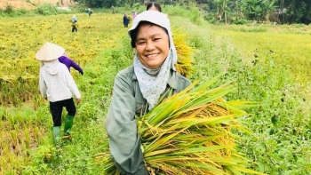 Thương hiệu nông sản - Bài toán gia tăng lợi nhuận trên đồng ruộng