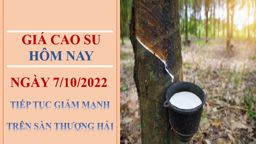 Giá cao su hôm nay 7/10/2022: Tiếp tục giảm mạnh trên Sàn Thượng Hải