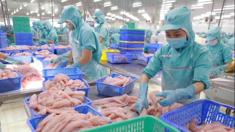 Xuất khẩu cá tra “lội ngược dòng” sang Brazil