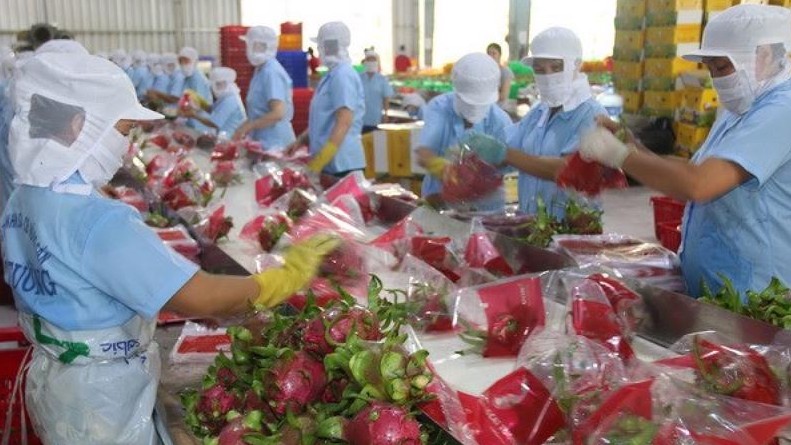 Thanh long chiếm tỉ trọng xuất khẩu lớn nhất