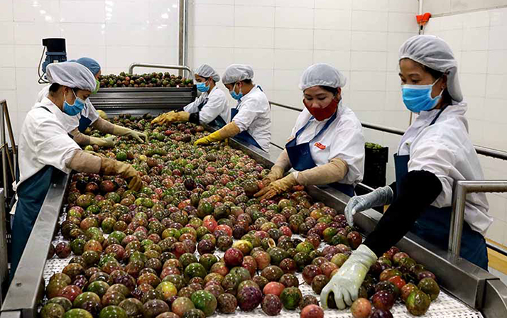 Thanh long chiếm tỉ trọng xuất khẩu lớn nhất