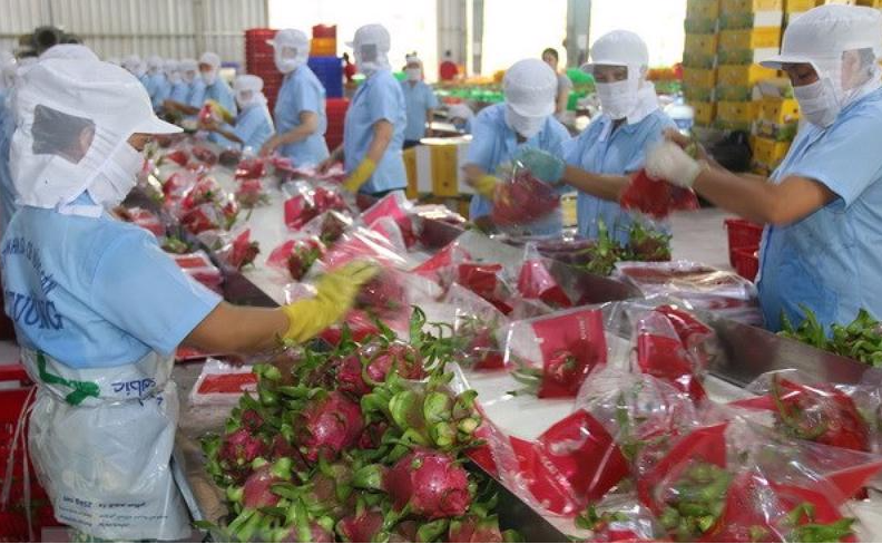 Thanh long chiếm tỉ trọng xuất khẩu lớn nhất