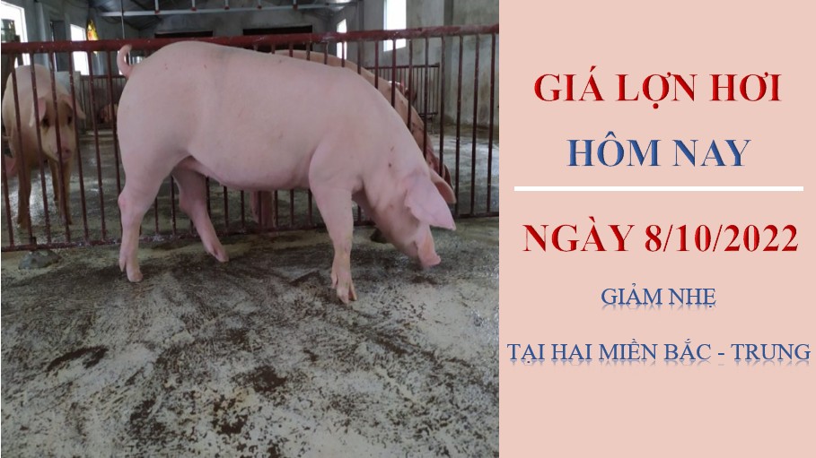 Giá lợn hơi hôm nay 8/10/2022: Giảm nhạ tại hai miền Bắc - Trung