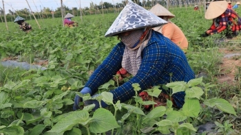 Lá cây xuất khẩu triệu đô được chăm sóc thế nào?