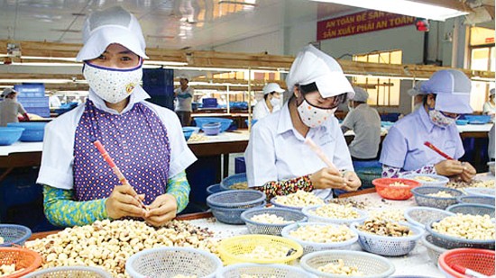 Xuất khẩu hạt điều 9 tháng đạt 2,29 tỷ USD