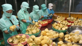 Xuất khẩu rau quả giảm 11,1%