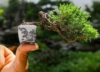 Kỳ công chăm sóc bonsai tý hon giá chục triệu