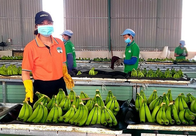 Xưởng đóng gói chuối của Hoàng Anh Gia Lai tại Tây Nguyên