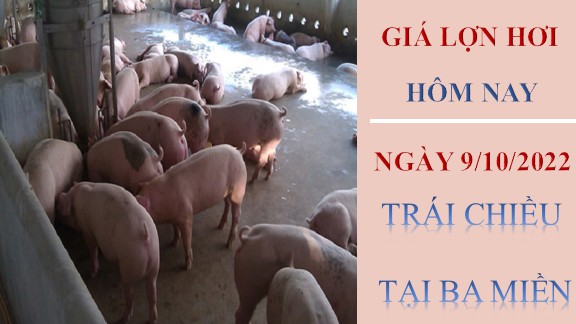 Giá lợn hơi hôm nay 9/10/2022: Trái chiều tại ba miền