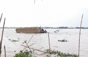 Lũ thượng nguồn kết hợp triều cường đe dọa hàng nghìn héc ta lúa ở ĐBSCL