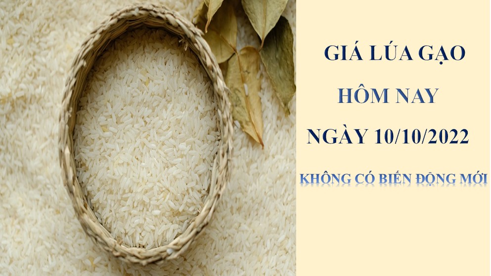 Giá lúa gạo hôm nay 10/10/2022: Không có biế động mới