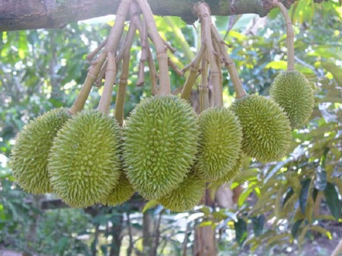 Du lịch miền tây, thưởng thức trái ngon ngay tại vườn