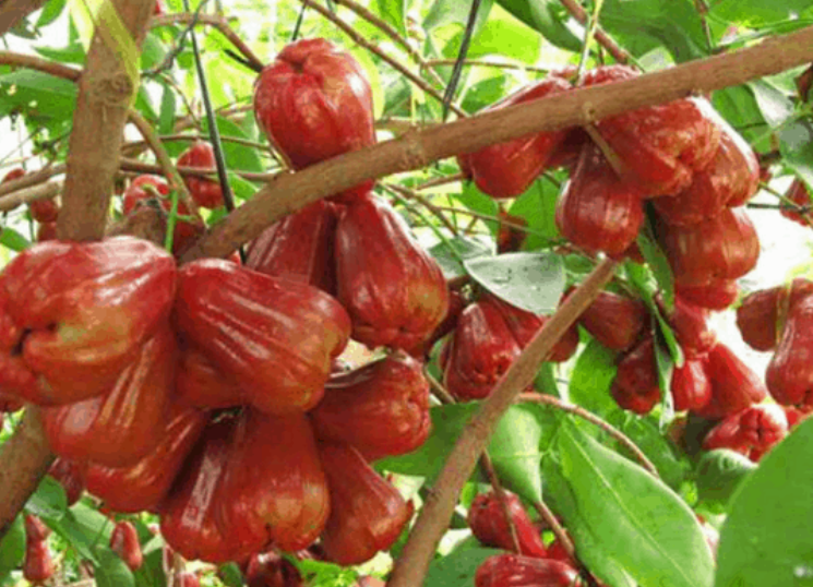 Du lịch miền tây tại các vườn trái cây nổi tiếng để tự tay hái và thưởng thức trái ngon ngay tại chỗ Du lịch miền tây tại các vườn trái cây nổi tiếng để tự tay hái và thưởng thức trái ngon ngay tại chỗ