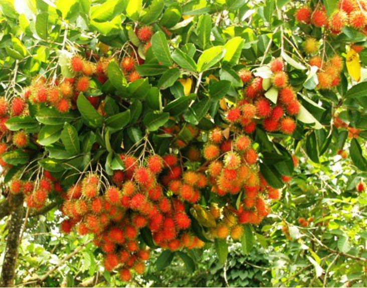 Du lịch miền tây tại các vườn trái cây nổi tiếng để tự tay hái và thưởng thức trái ngon ngay tại chỗ Du lịch miền tây tại các vườn trái cây nổi tiếng để tự tay hái và thưởng thức trái ngon ngay tại chỗ