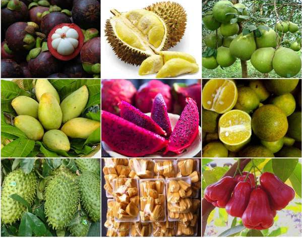 Du lịch miền tây tại các vườn trái cây nổi tiếng để tự tay hái và thưởng thức trái ngon ngay tại chỗ Du lịch miền tây tại các vườn trái cây nổi tiếng để tự tay hái và thưởng thức trái ngon ngay tại chỗ