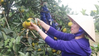 OCOP Hưng Yên nâng chất từ vùng nguyên liệu