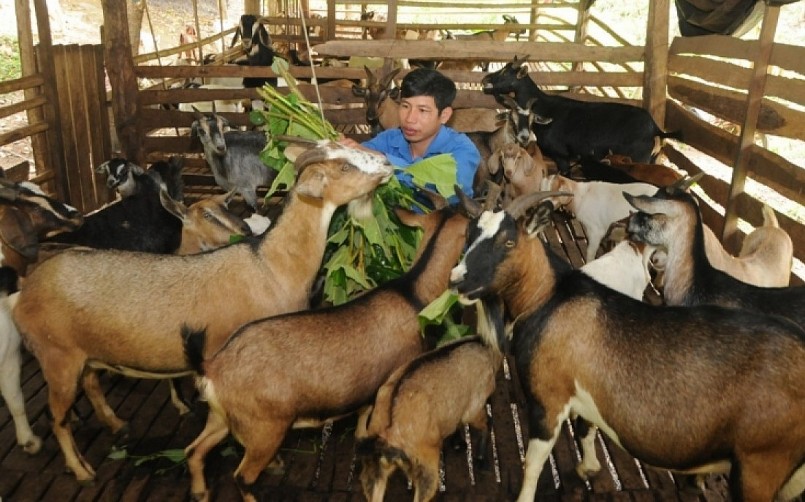 Chăm sóc dê bất kể ngày đêm. Chăm sóc dê bất kể ngày đêm.