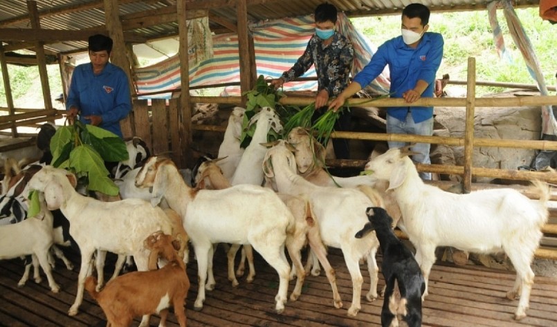 Nhiều thanh niên địa phương đến học hỏi kinh nghiệm nuôi dê. Nhiều thanh niên địa phương đến học hỏi kinh nghiệm nuôi dê.