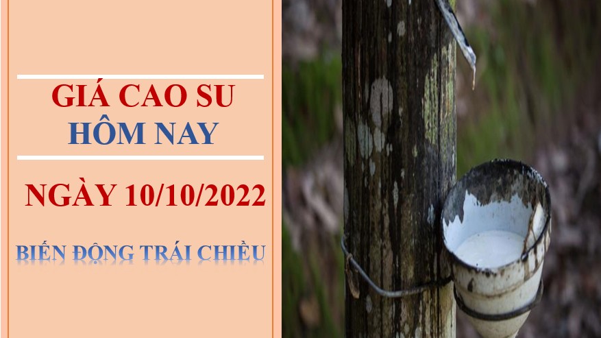 Giá cao su hôm 10/10/2022: Biến động trái chiều trên thị trường châu Á