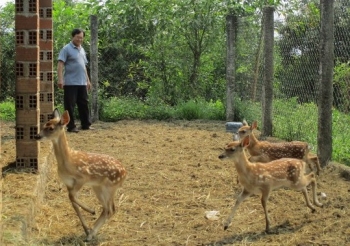 Thu nhập 350 triệu đồng/năm nhờ nuôi nai lấy nhung