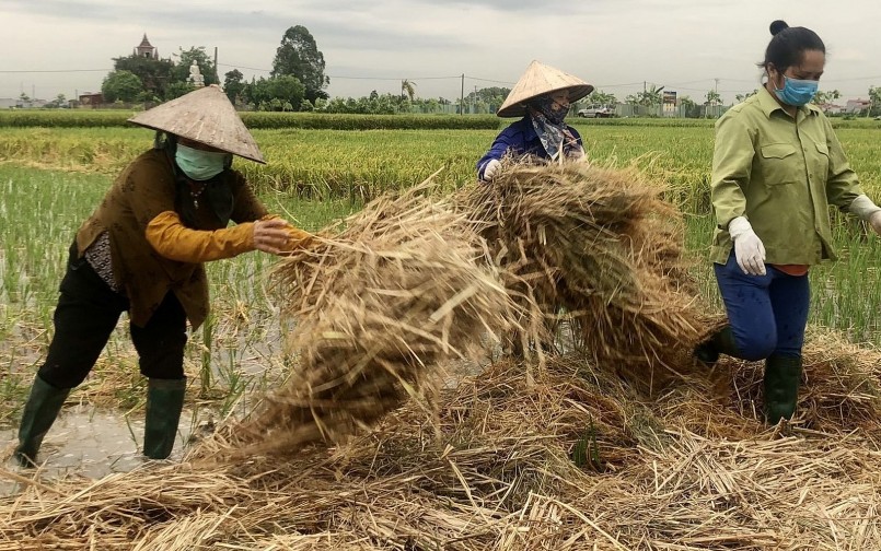 Người dân được hướng dẫn quy trình thu gom rơm rạ để ủ làm phân hữu cơ.