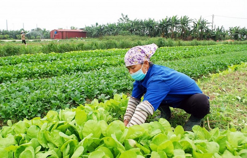 Hiện có khoảng 586.585 hộ nông dân tham gia liên kết chuỗi.