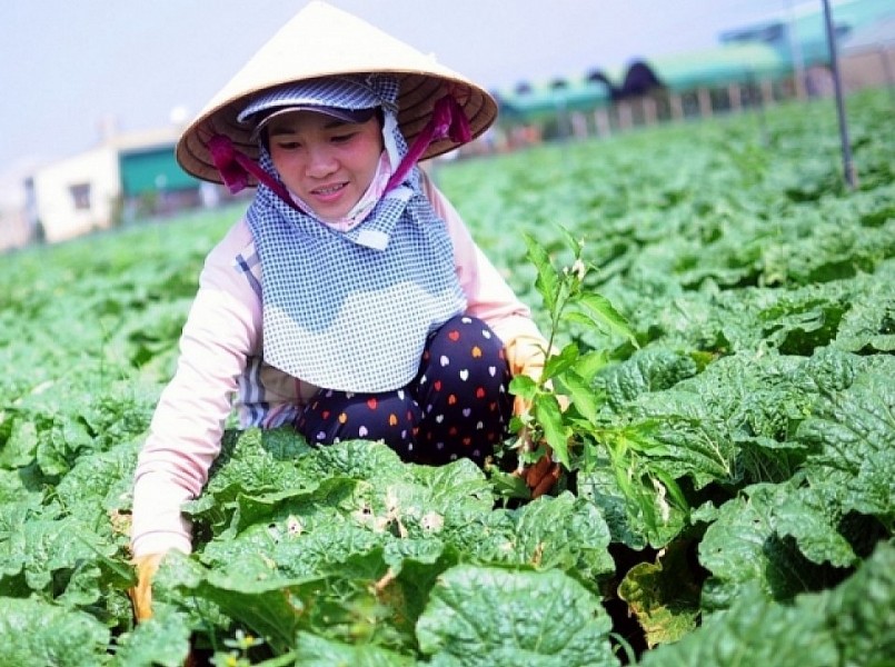 Mô hình liên kết chuỗi trồng rau hữu cơ ở Lâm Đồng.