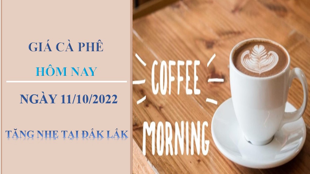 Giá cà phê hôm nay 11/10/2022: Tăng nhẹ tại Đắk Lắk