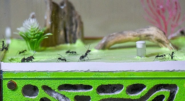 Nuôi kiến cảnh vừa vui lại có thu nhập. Nuôi kiến cảnh vừa vui lại có thu nhập.