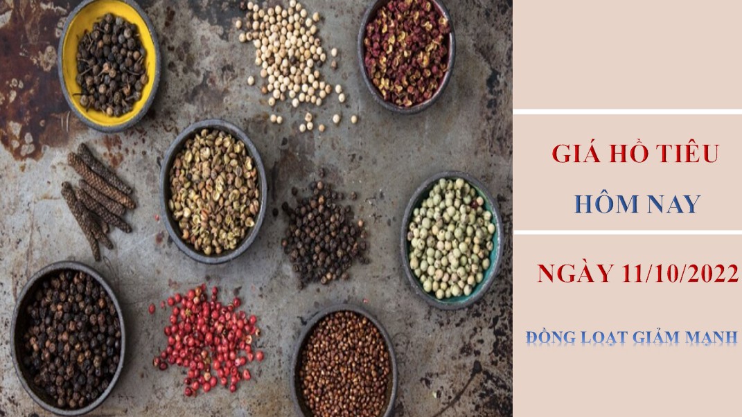 Giá hồ tiêu hôm nay 11/10/2022: Đồng loạt giảm mạnh