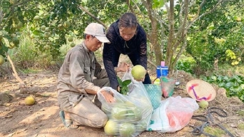 Trái cây Hải Dương ngổn ngang mối lo thị trường tiêu thụ
