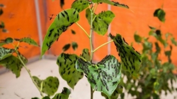 Nuôi con độc lạ, tưởng dở hơi ai ngờ thu tiền tỷ