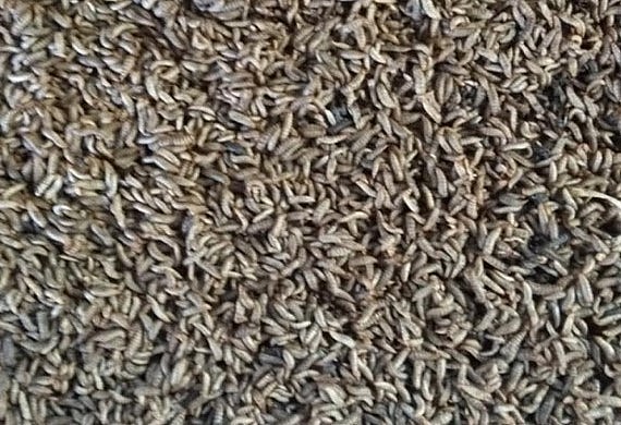 Nuôi lính ruồi đen chi phí thấp, thức ăn rất dễ kiếm và rẻ.