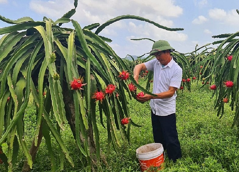 Sản lượng thanh long chưa thể xuất khẩu dù đã có đơn hàng.