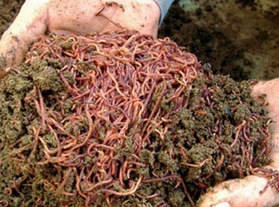 Mô hình nuôi giun trùn quế.