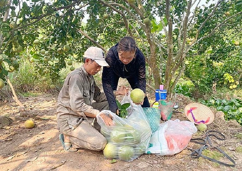 Vùng trồng bưởi GlobalGAP ở thôn Lập Lễ (xã Thanh Hồng, Thanh Hà) đã được cấp mã số xuất khẩu.